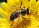 Пчелки дадут здоровье